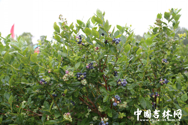 蓝莓采摘节2_副本.jpg