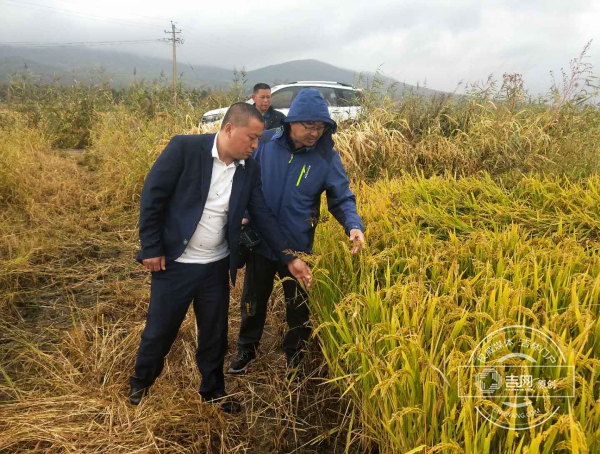 徐平(左)在看水稻生长情况